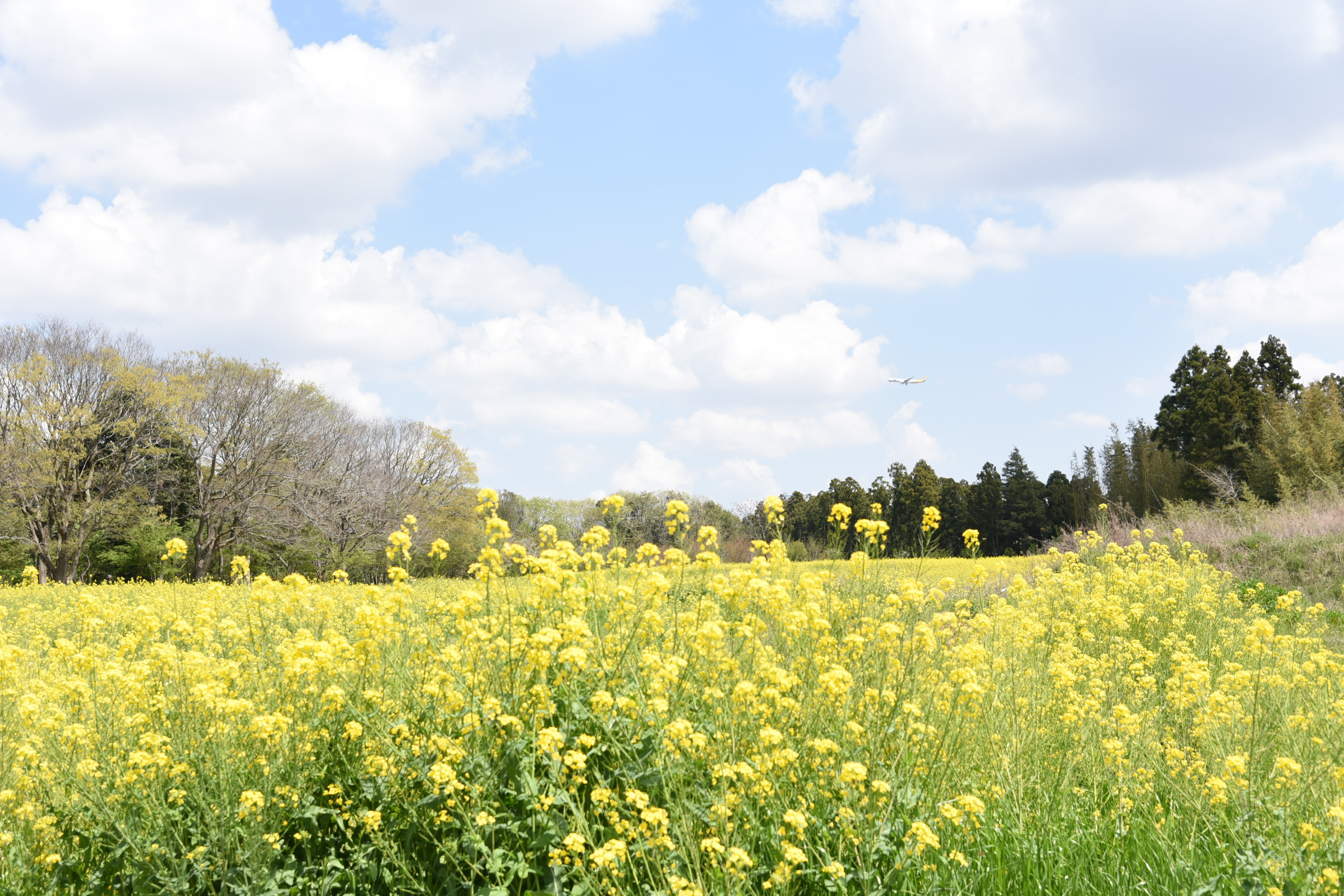 グリーンポートエコ・アグリパーク菜の花