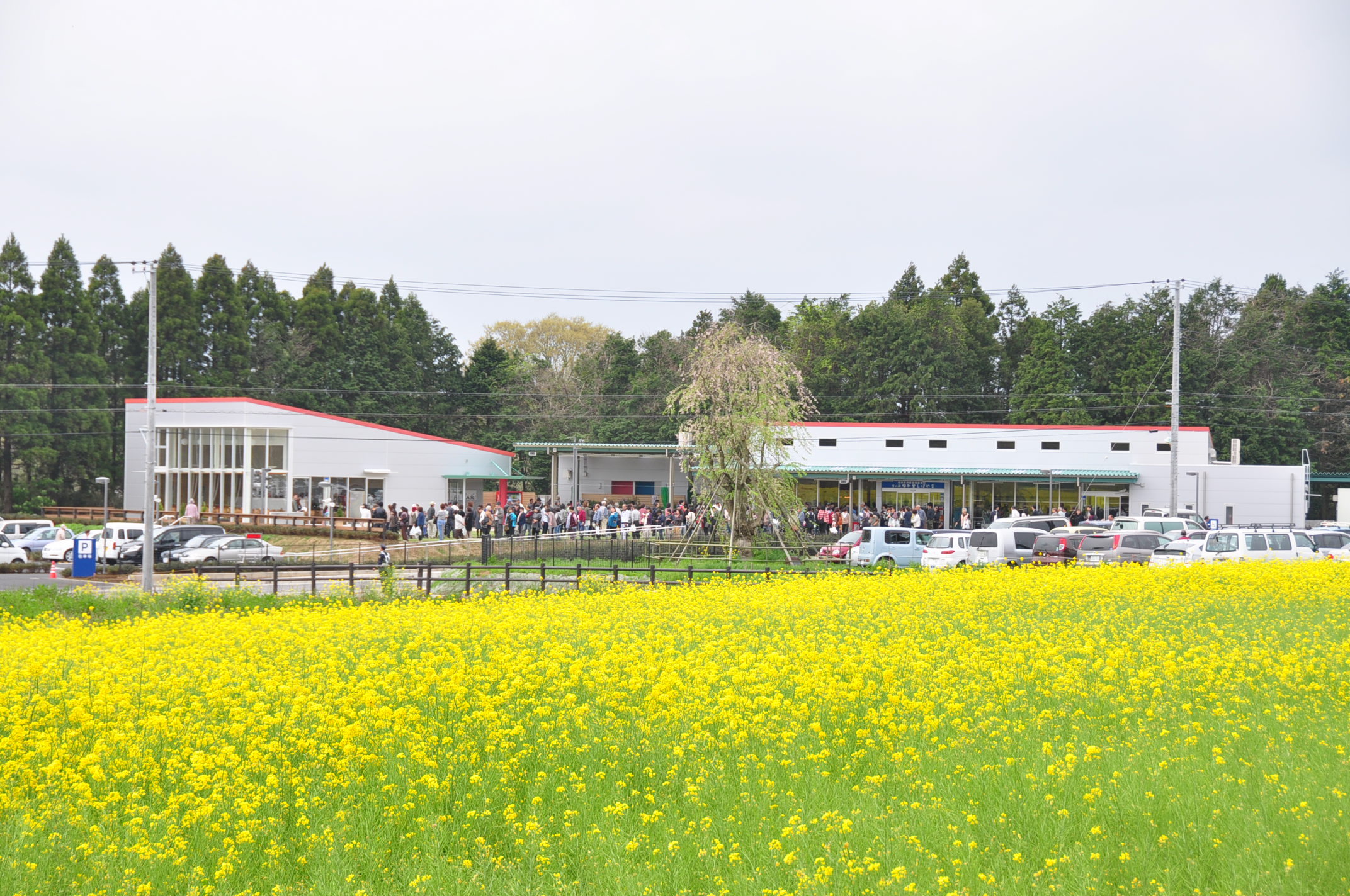 空の駅風和里しばやまの写真