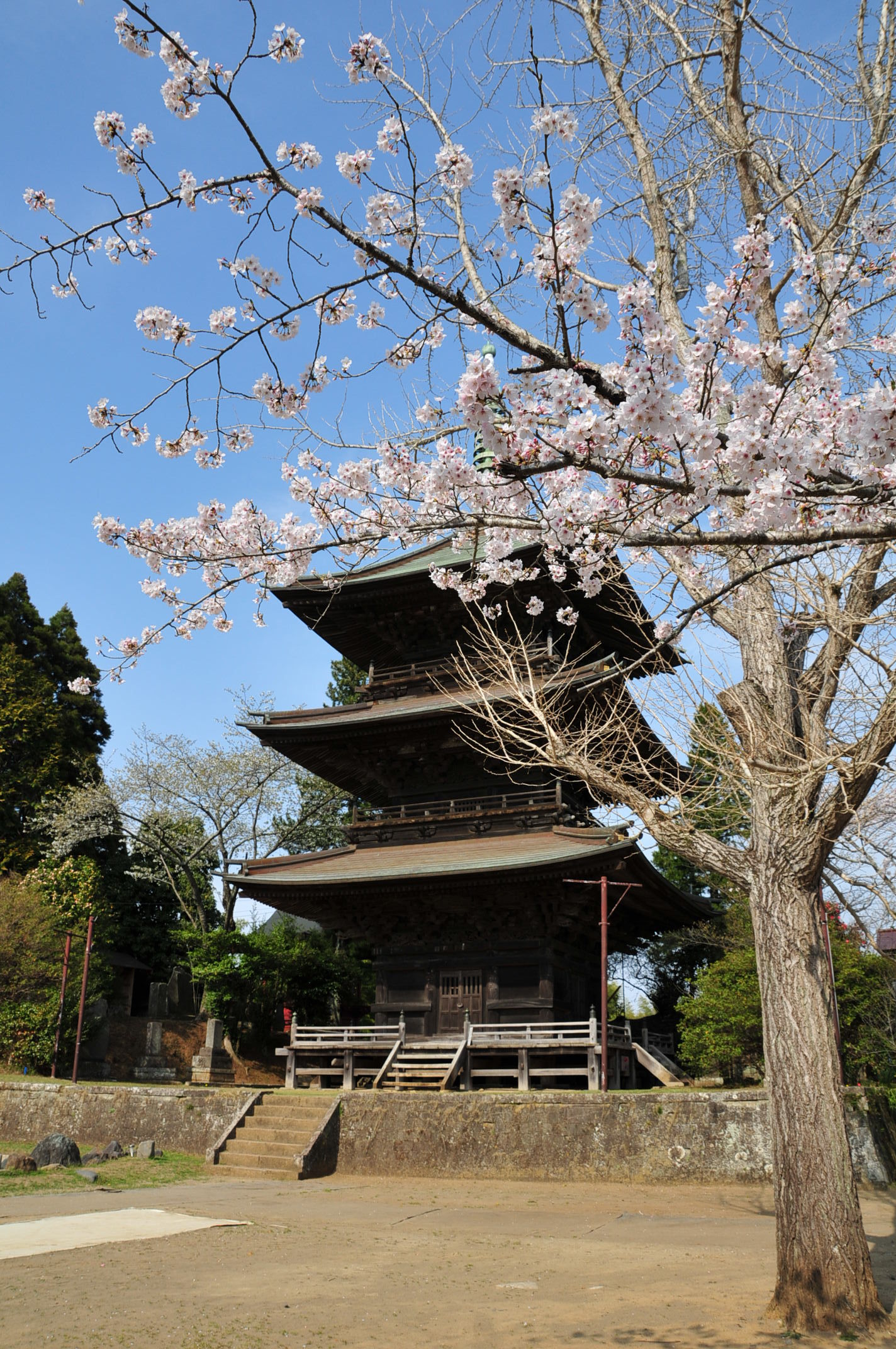 芝山仁王尊　桜写真