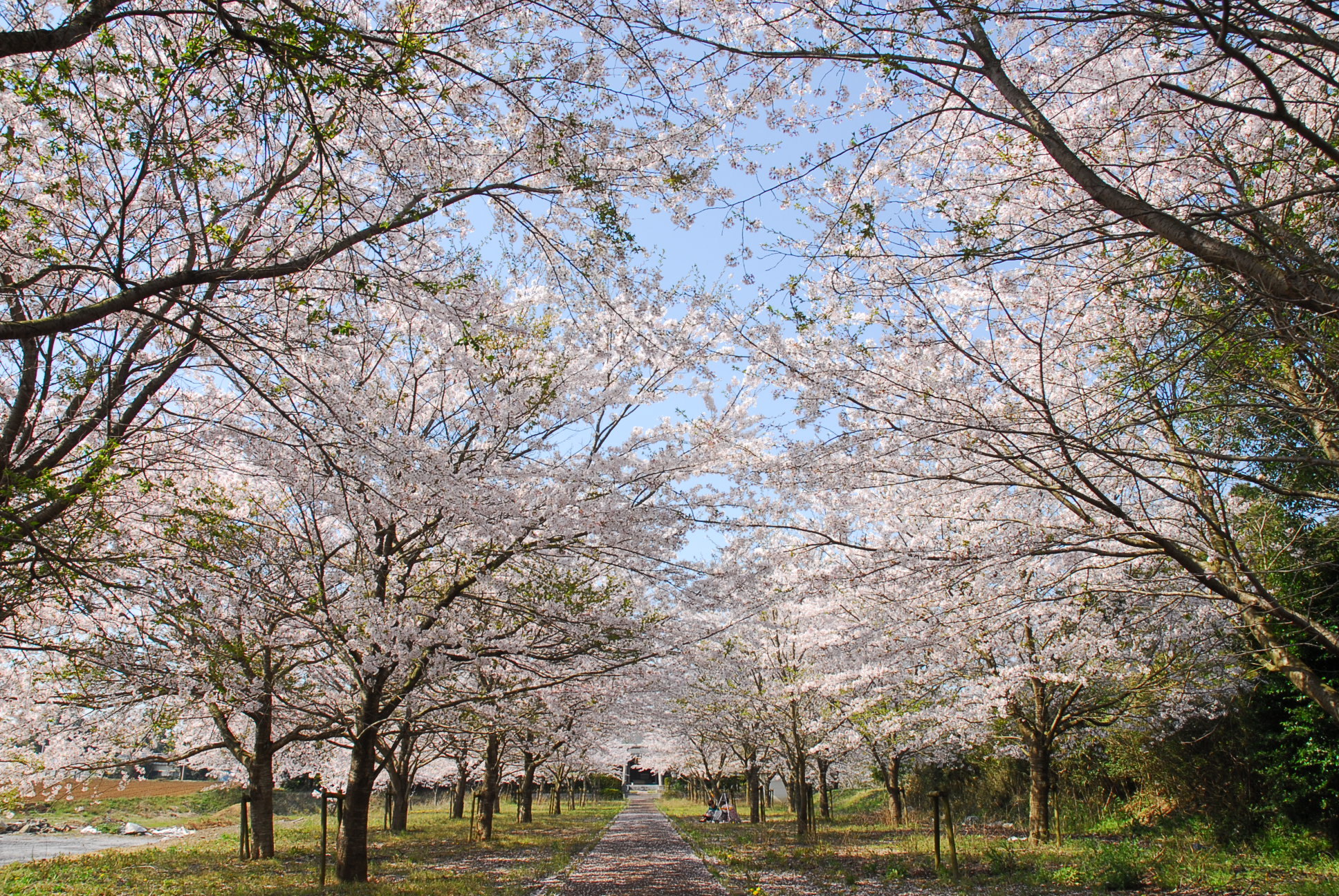 芝山町の四季