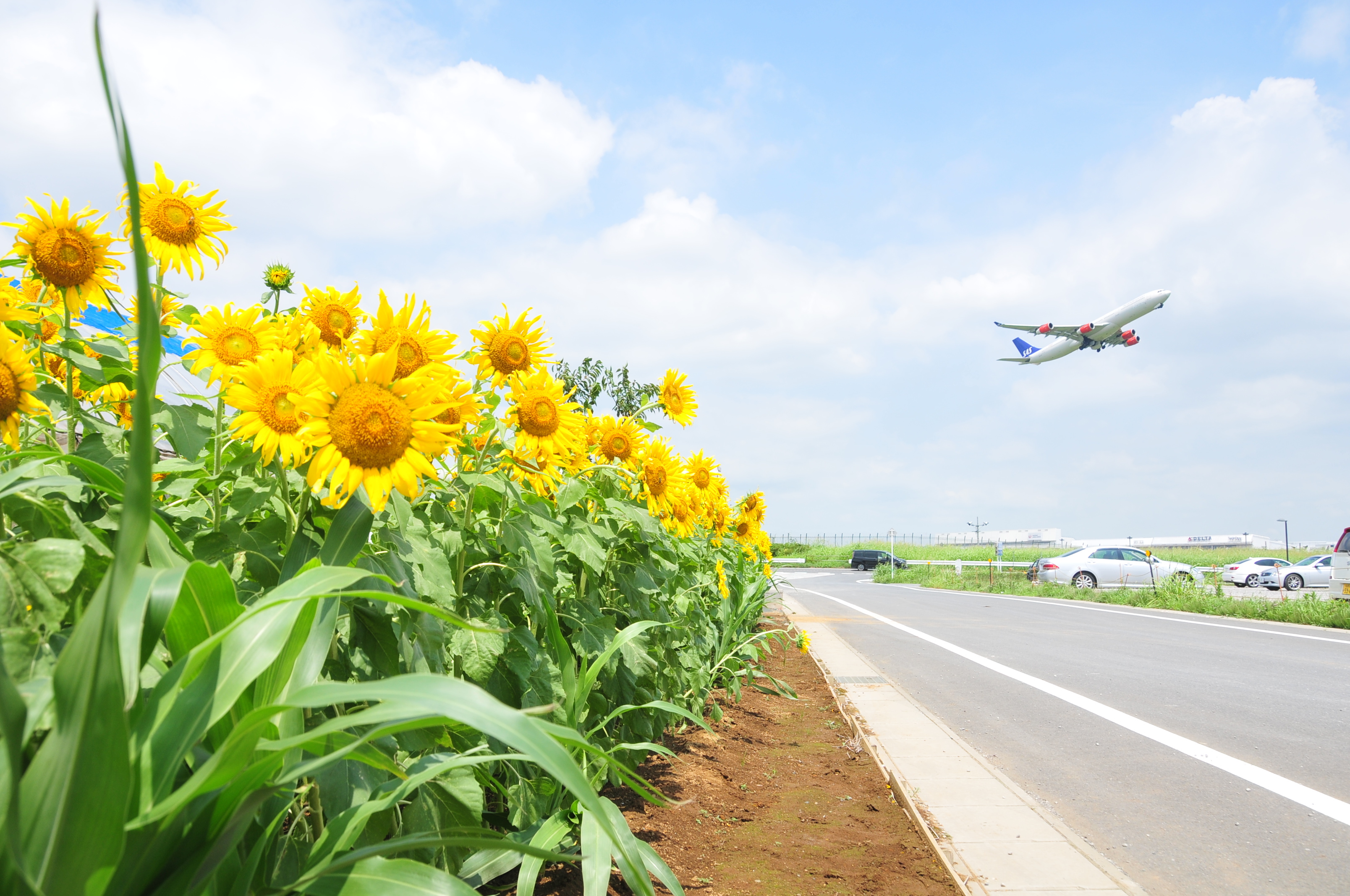 芝山町の四季