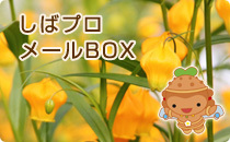 しばプロメールBOX